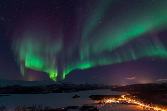 Skoganvarre i Nordlys